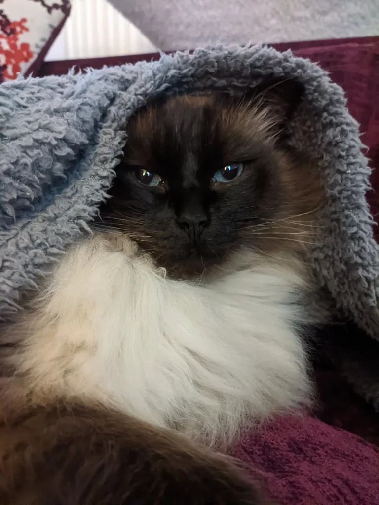 Jinxy, ﻿the Ragdoll