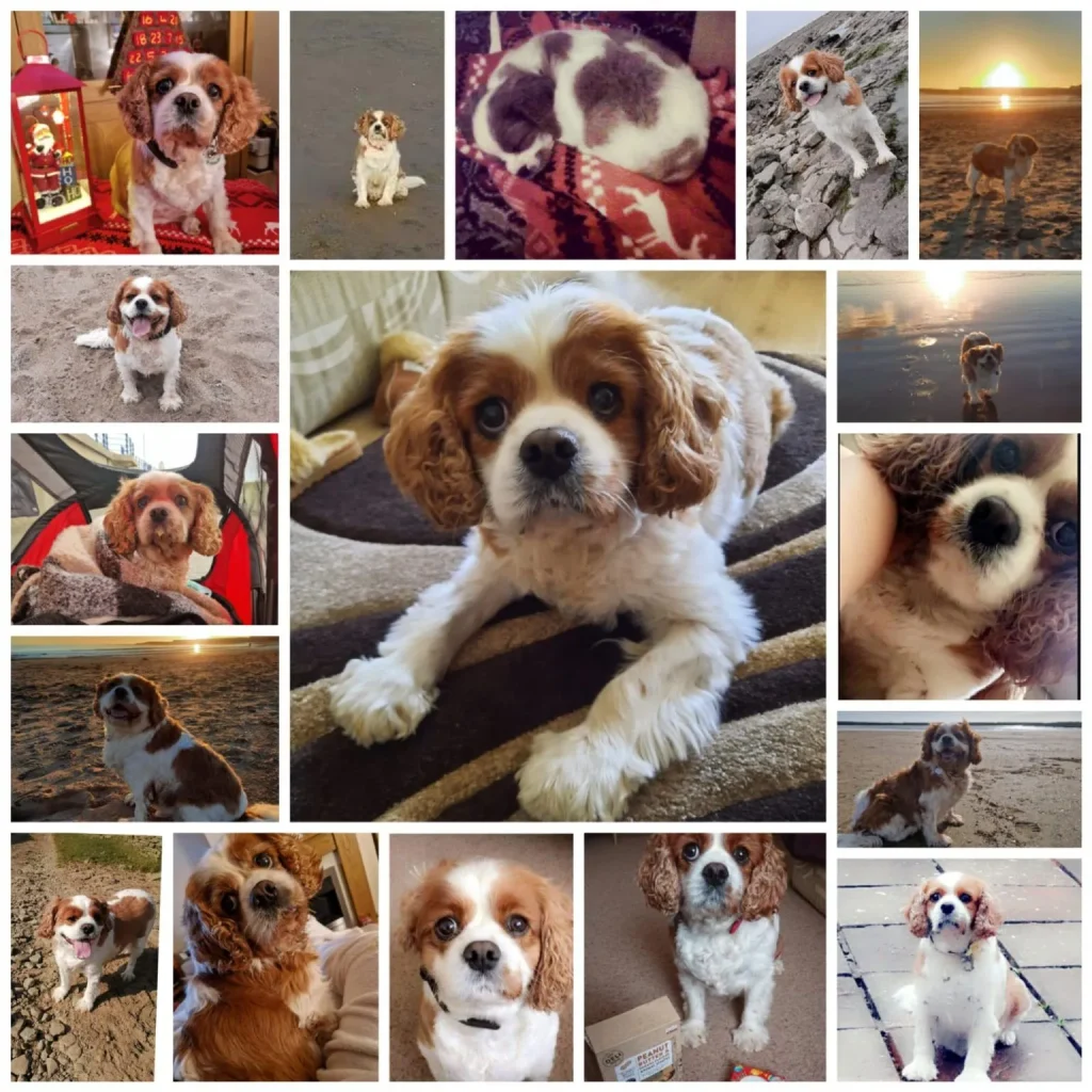 Marley, The Cavalier King Charles