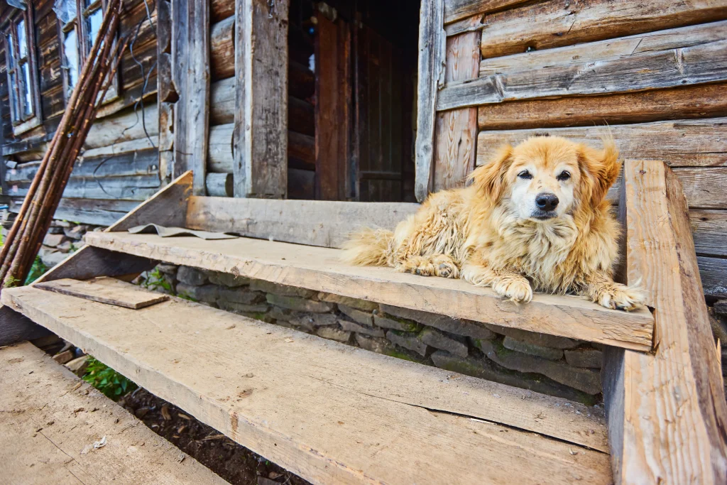 Older dog resting near wooden steps outside a home.