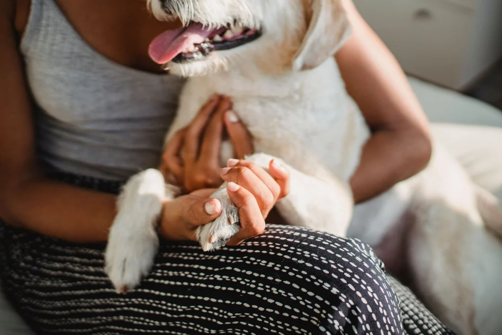 Owner gently holding a dog’s paw at home.