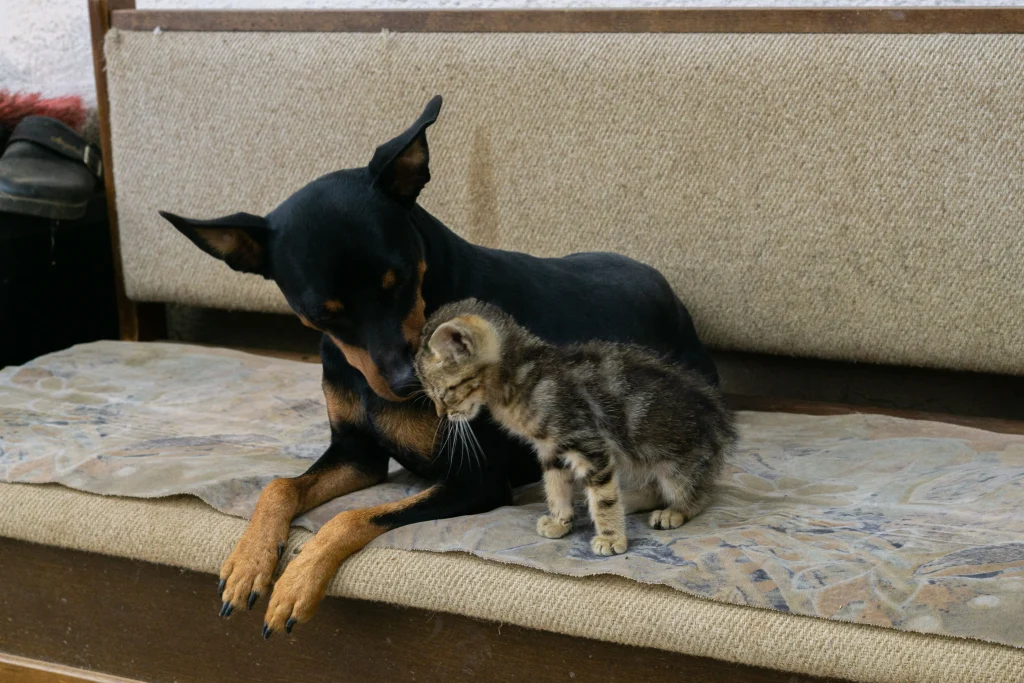 Dog and kitten sharing a calm moment at home.