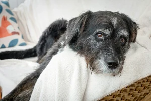 Senior dog resting on a sofa with a grey muzzle.